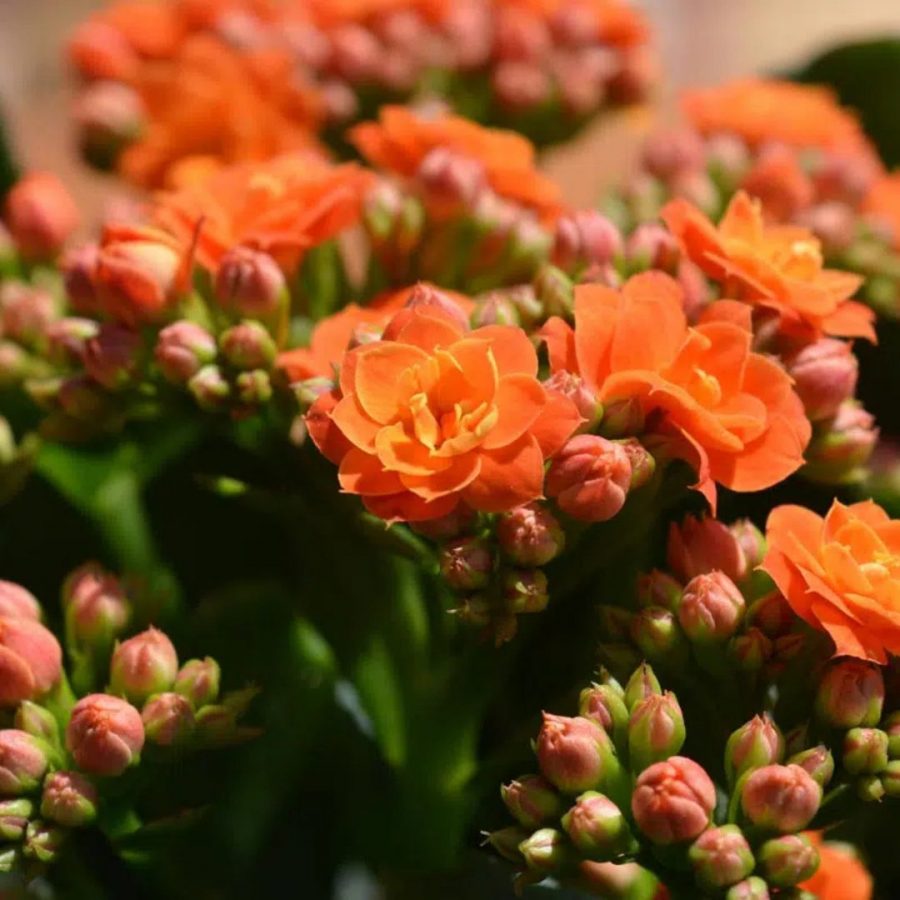 Kalanchoe de Blossfeld en Pot (Mix) – Image 5