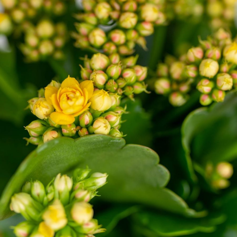 Kalanchoe de Blossfeld en Pot (Mix) – Image 6