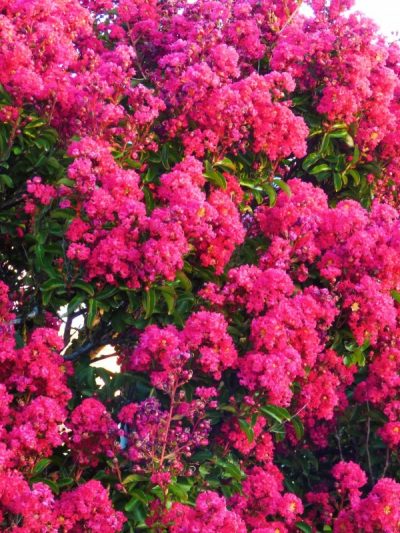 Lilas des Indes – Lagerstroemia Indica