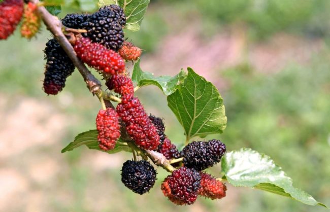 Mûrier Platane – Morus Australis – Image 5
