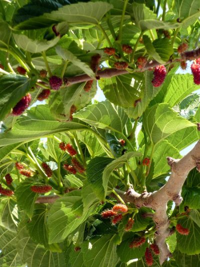 Mûrier Platane – Morus Australis