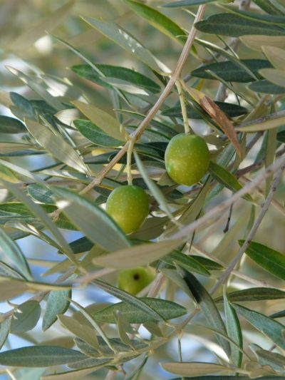 Olivier - Olea Europaea (Jeune)