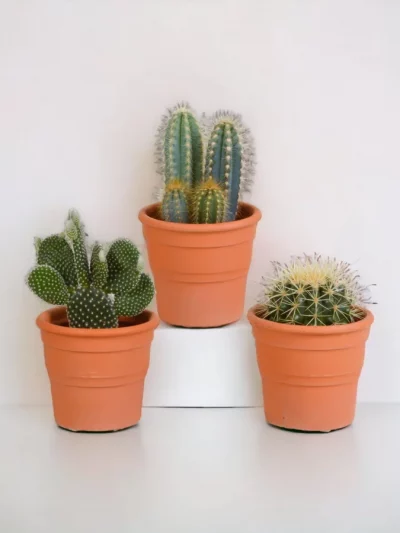 Cactus en Pot