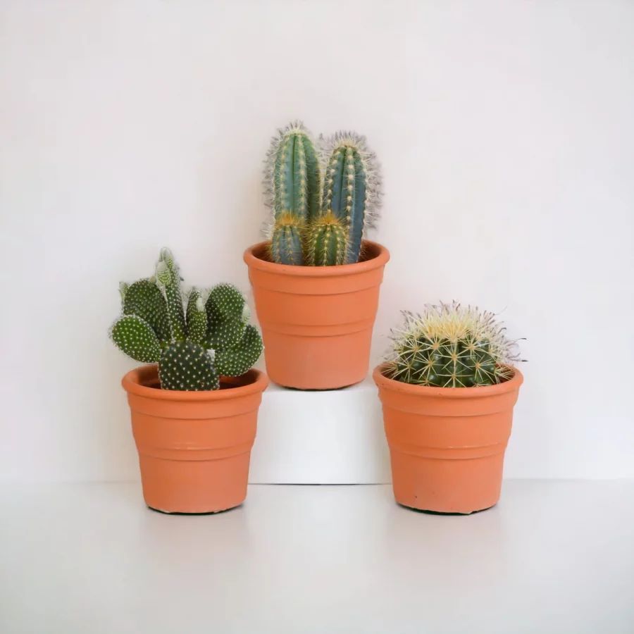Cactus en Pot