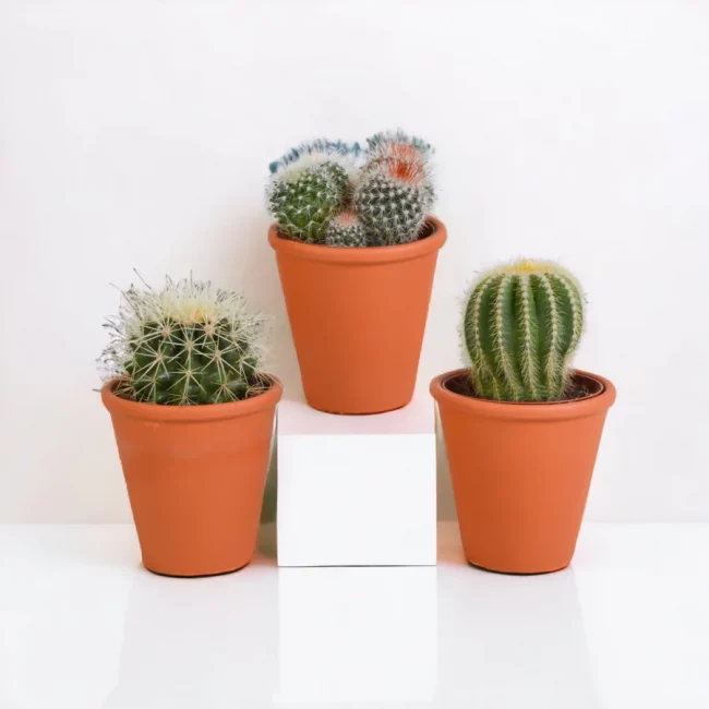 Cactus en Pot – Image 2