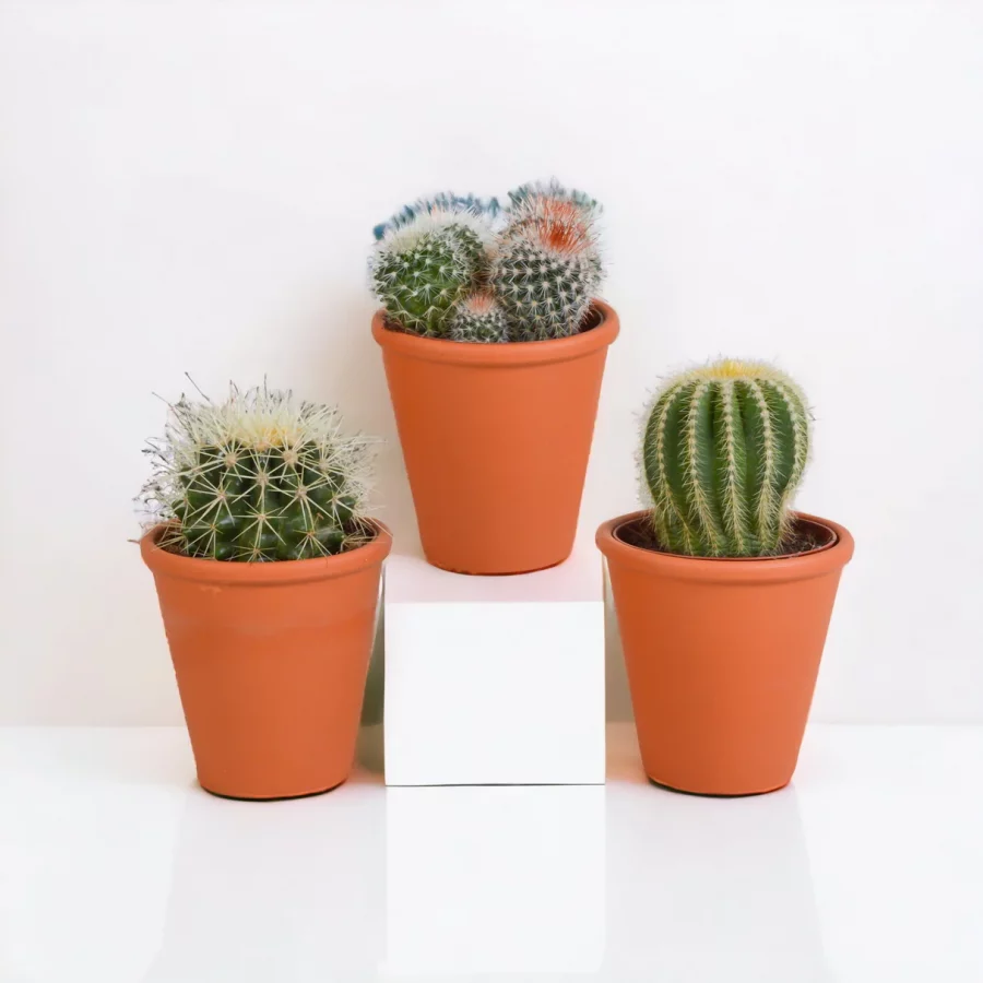 Cactus en Pot – Image 2