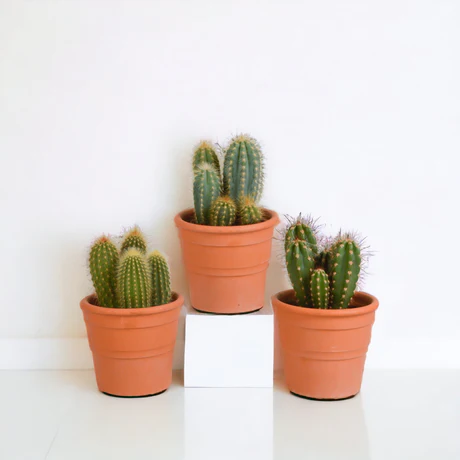Cactus en Pot – Image 3