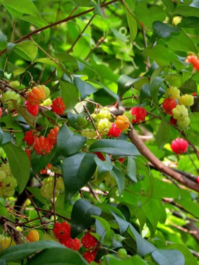 Pitanga – Eugenia Uniflora