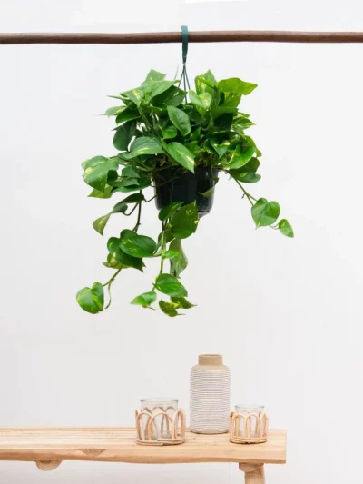 Pothos Suspendu – Epimremnum Aureum