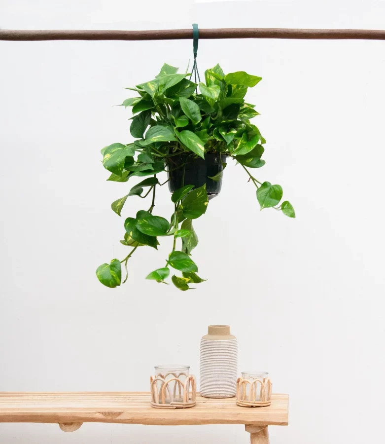 Pothos Suspendu – Epimremnum Aureum