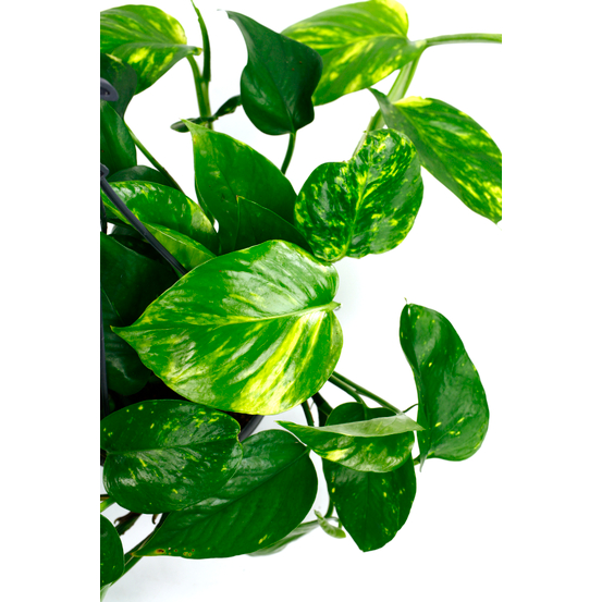 Pothos Suspendu – Epimremnum Aureum – Image 2