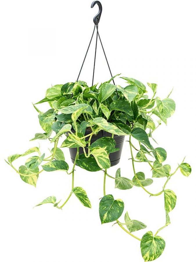Pothos Suspendu – Epimremnum Aureum – Image 3