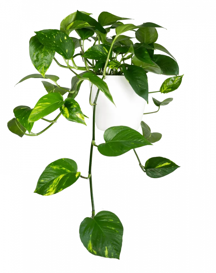 Pothos Suspendu – Epimremnum Aureum – Image 4