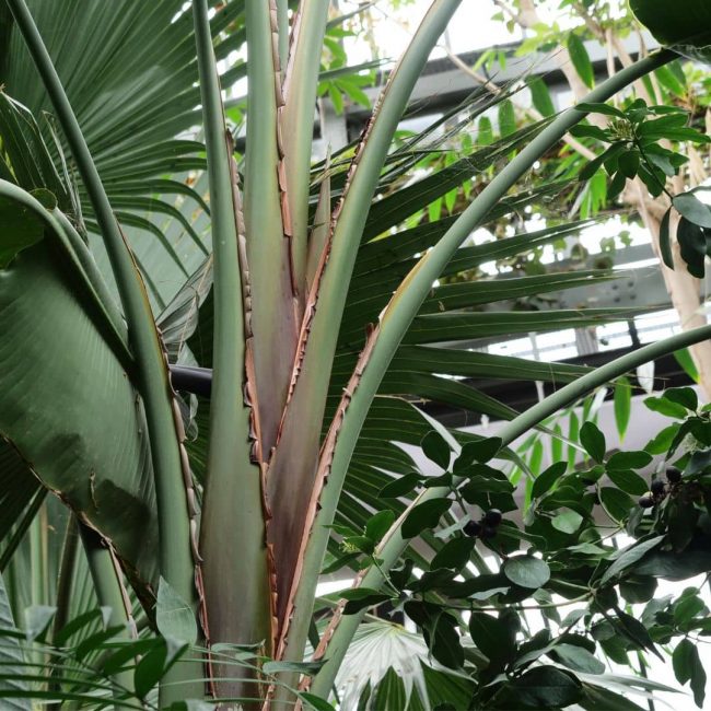 Strelitzia – Oiseau de Paradis (Variétés) – Image 4