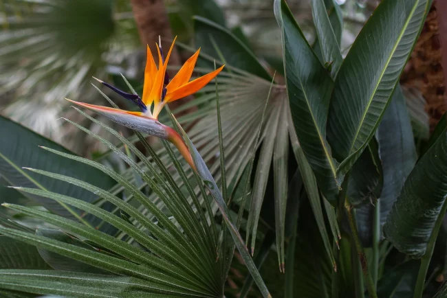 Strelitzia – Oiseau de Paradis (Variétés) – Image 3