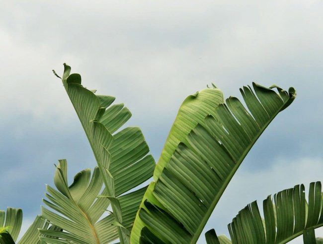 Strelitzia – Oiseau de Paradis (Variétés) – Image 5