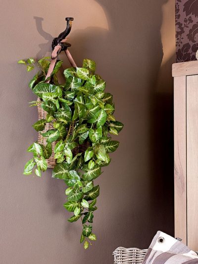 Tête de Flèche Suspendue – Syngonium Podophyllum (Art.)