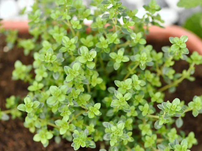 Thym 'Vulgaris' – Coupe – Image 2