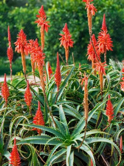 Aloe Arborescens
