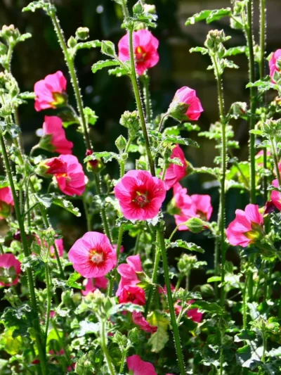 Anisodontea