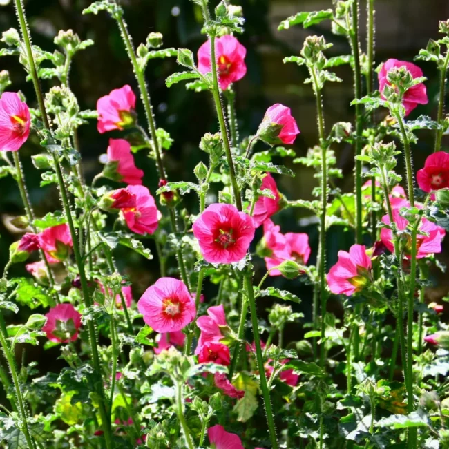 Anisodontea