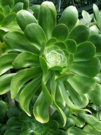 Aeonium
