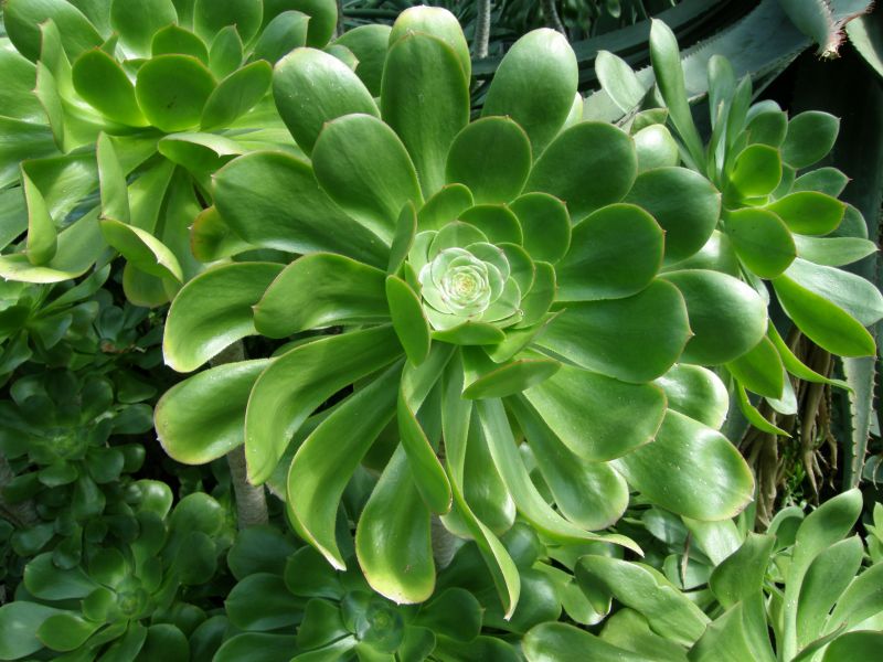 Aeonium
