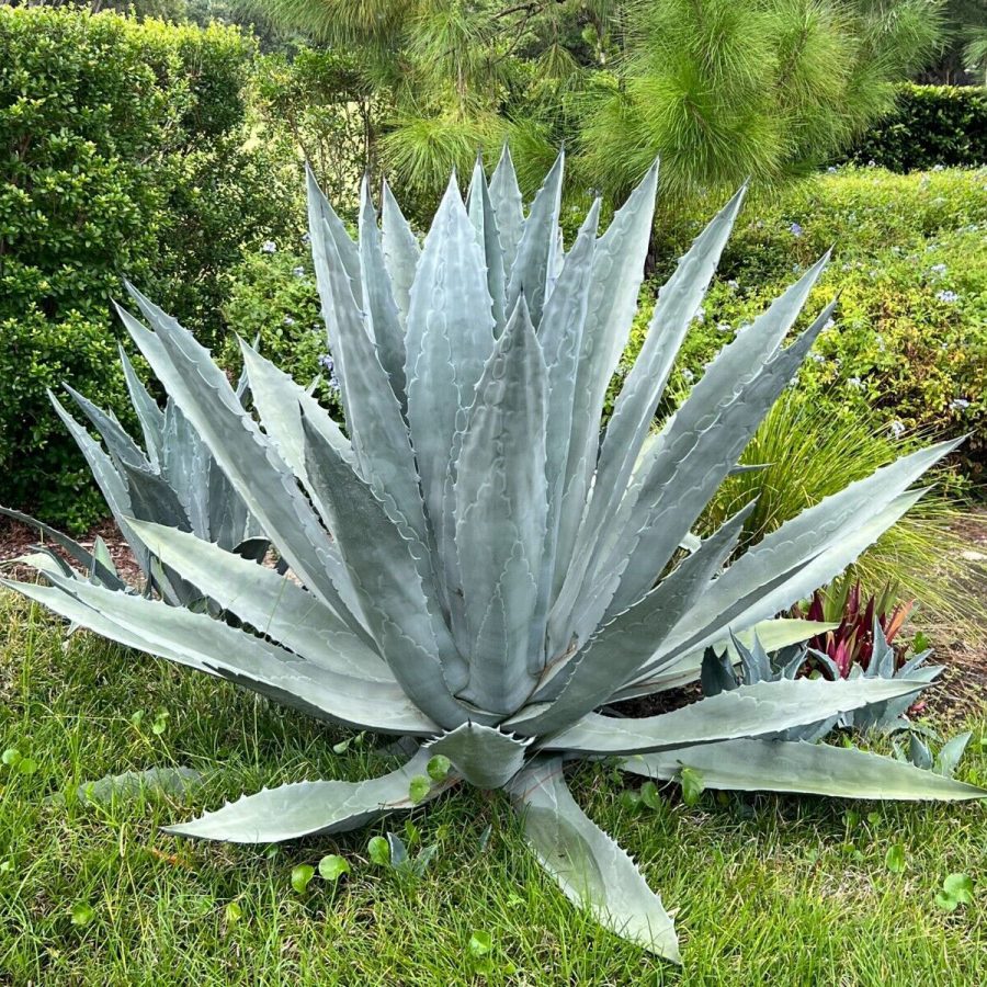 Agave Americana – Image 3