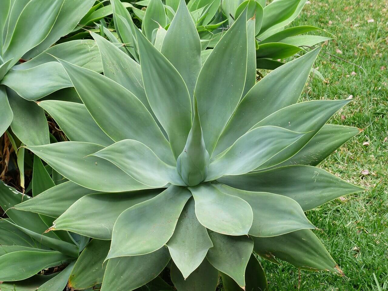 Agave Attenuata – Image 2