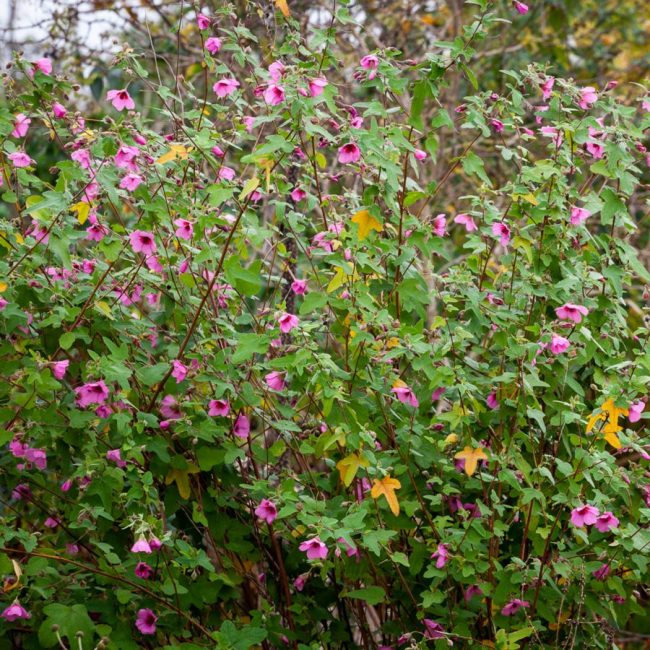 Anisodontea – Image 3