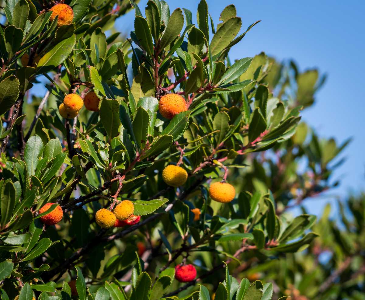 Arbousier – Arbutus Unedo – Image 2