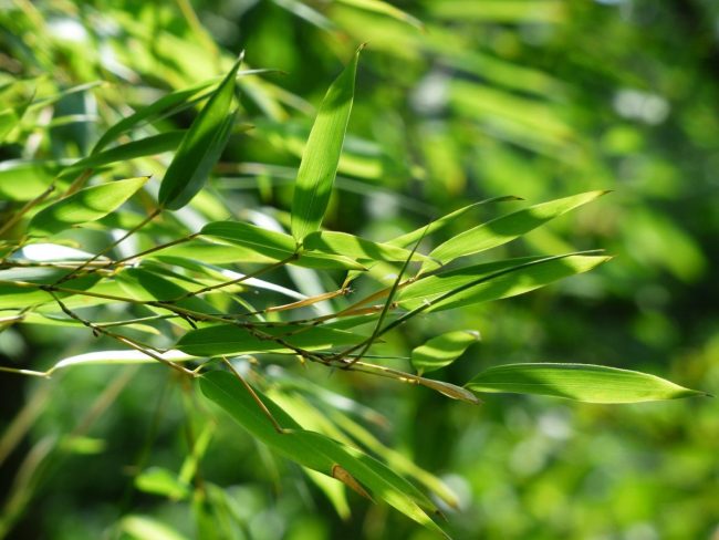 Bambou 'Phyllostachys Bissetii' – Image 2