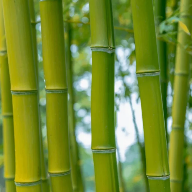 Bambou 'Phyllostachys Bissetii' – Image 3