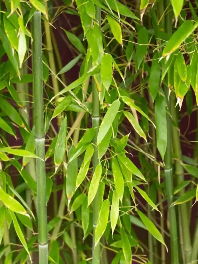 Bambou 'Phyllostachys Bissetii'