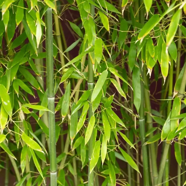 Bambou 'Phyllostachys Bissetii'