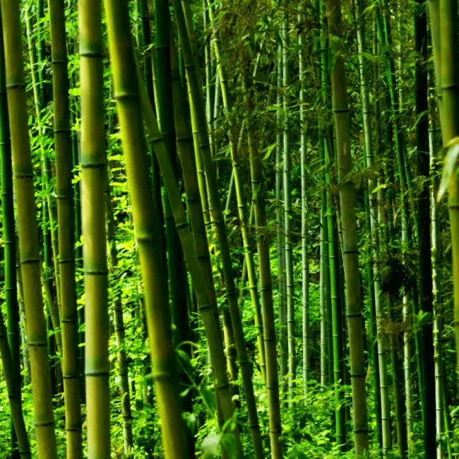 Bambou 'Phyllostachys Bissetii' – Image 4