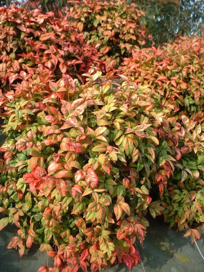 Bambou Sacré ‘Fire Power’ – Nandina Domestica – Image 3