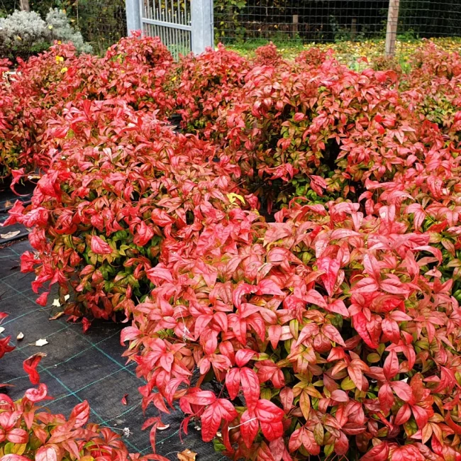 Bambou Sacré ‘Fire Power’ – Nandina Domestica – Image 4
