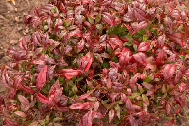Bambou Sacré ‘Fire Power’ – Nandina Domestica