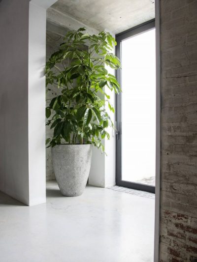 Bernd – Imperial White