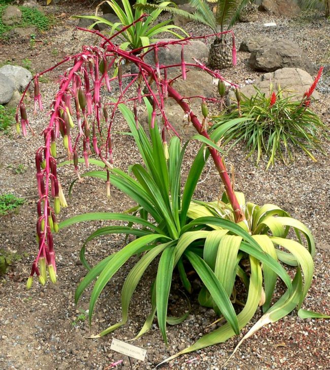 Beschorneria Yuccoides – Image 3