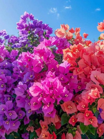 Bougainvillier – Bougainvilliea