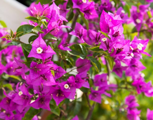 Bougainvillier – Bougainvilliea – Image 7