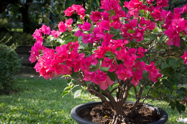 Bougainvillier – Bougainvilliea – Image 6