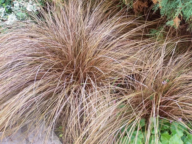Carex Buchananii – Graminée – Image 3