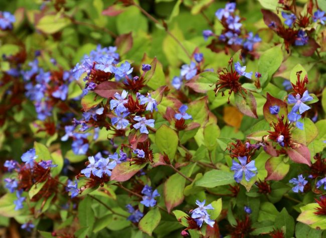 Dentelaire Bleue Rampante – Plumbago Larpantae – Image 3