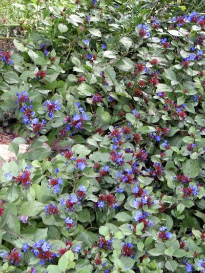 Dentelaire Bleue Rampante – Plumbago Larpantae