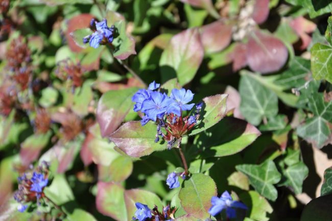 Dentelaire Bleue Rampante – Plumbago Larpantae – Image 2