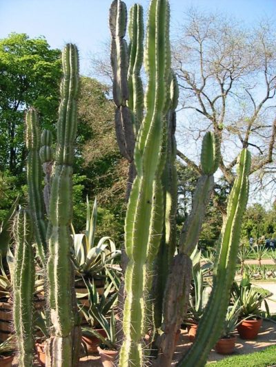 Cereus Jamacaru Bol