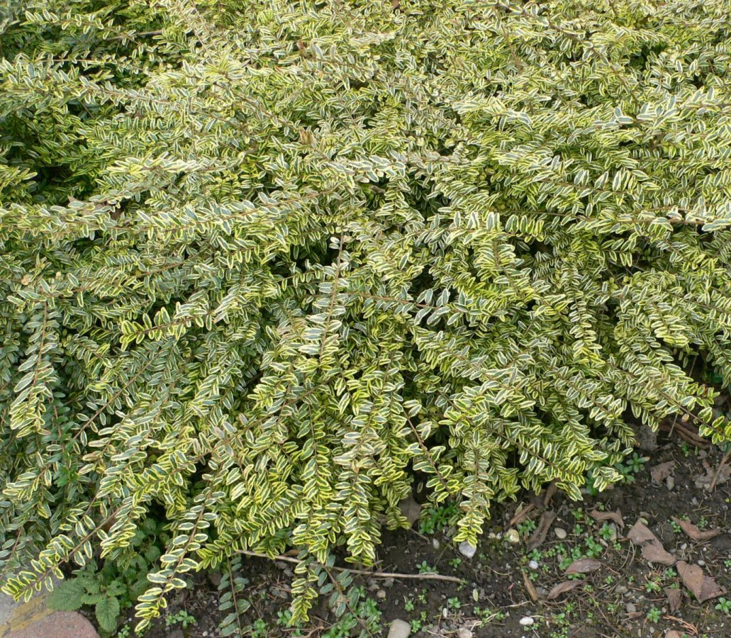 Chèvrefeuille Nain 'Lemon Beauty' – Image 3